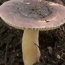 Russula alnetorum (gołąbek olszowy)