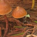 Galerina triscopa (hełmówka pniakowa)