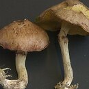 Suillus flavidus (maślak błotny)