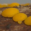 Bisporella citrina (dwuzarodniczka cytrynowa)