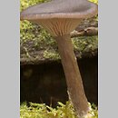 Pseudoclitocybe beschidica (lejkownik beskidzki)