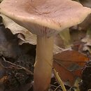 Lactarius subdulcis (mleczaj bukowy)