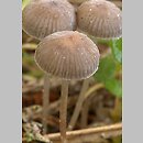 Mycena vulgaris (grzybówka żelatynowoblaszkowa)