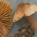 Inocybe petiginosa (strzępiak malutki)