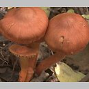 Cortinarius uliginosus (zasłonak bagienny)