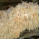 Hericium flagellum (soplówka jodłowa)