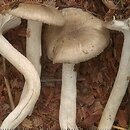 Hygrophorus pustulatus (wodnicha kropkowana)