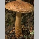 Hemistropharia albocrenulata (łuskwiak karbowany)