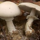 Agaricus silvicola (pieczarka bulwiasta)