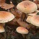 Hypholoma lateritium (maślanka ceglasta)