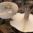 Clitocybe nebularis (lejkówka szarawa)