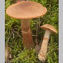 Cortinarius armillatus (zasłonak osłonięty)