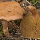 Suillus bovinus (maślak sitarz)