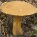 Suillus variegatus (maślak pstry)