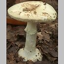 Amanita citrina (muchomor cytrynowy)