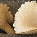 Pleurotus dryinus (boczniak białożółty)