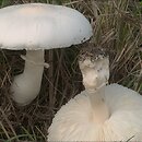 Leucoagaricus (pieczareczka)