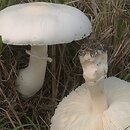 Leucoagaricus leucothites (pieczareczka różowoblaszkowa)