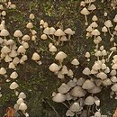 Coprinellus disseminatus (czernidłak gromadny)