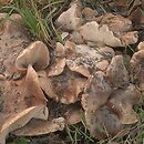 Tricholoma populinum (gąska topolowa)