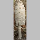 Coprinus comatus (czernidłak kołpakowaty)