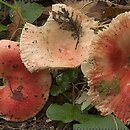 Russula luteotacta (gołąbek żółknący)