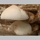 Volvariella bombycina (pochwiak jedwabnikowy)