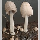 Coprinopsis urticicola