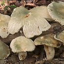 Russula virescens (gołąbek zielonawy)