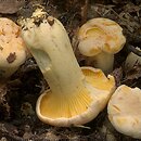 Cantharellus pallens (pieprznik blady)