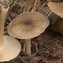 Megacollybia platyphylla (pieniążnica szerokoblaszkowa)