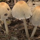 Coprinellus (czernidłak)