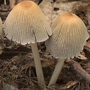 Coprinellus micaceus (czernidłak błyszczący)