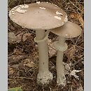 Amanita (muchomor)