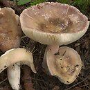 Russula violeipes (gołąbek fioletowonogi)