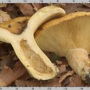 Lactarius scrobiculatus (mleczaj dołkowany)