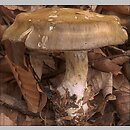 Cortinarius infractus (zasłonak gorzkawy)