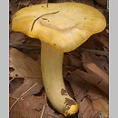 Hygrophorus chrysodon (wodnicha złocista)