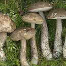 Leccinum variicolor (koźlarz różnobarwny)