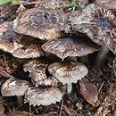 Psathyrella maculata (kruchaweczka plamista)