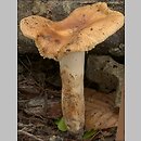 Russula grata (gołąbek gorzkomigdałowy)