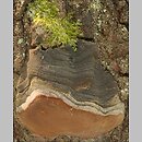 Phellinus tremulae (czyreń osikowy)