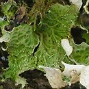 Lobaria pulmonaria (granicznik płucnik)