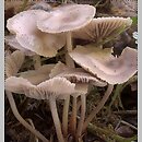 Marasmius wynneae (twardzioszek białawoliliowy)