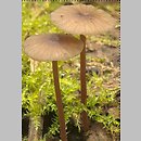 Mycena megaspora (grzybówka wielkozarodnikowa)