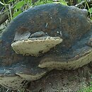 Phellinus alni (czyreń jabłoniowo-olszowy)