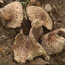 Psathyrella cotonea (kruchaweczka brudnobiała)