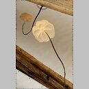 Marasmius limosus (twardzioszek trzcinowy)