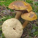 Pseudoboletus parasiticus (borowikowiec tęgoskórowy)