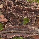 Thelephora (chropiatka)